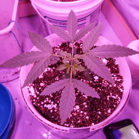Genética desconhecida growlog timeline photo