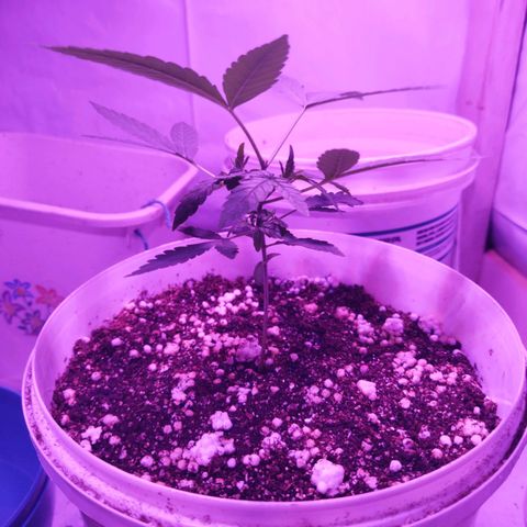 Genética desconhecida growlog timeline photo