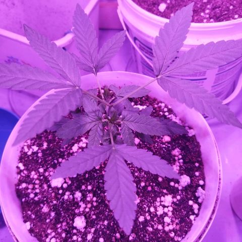 Genética desconhecida growlog timeline photo