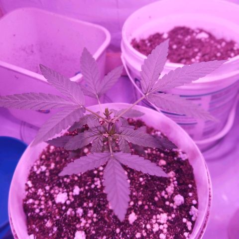 Genética desconhecida growlog timeline photo