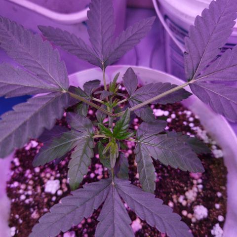 Genética desconhecida growlog timeline photo