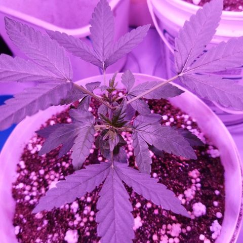 Genética desconhecida growlog timeline photo