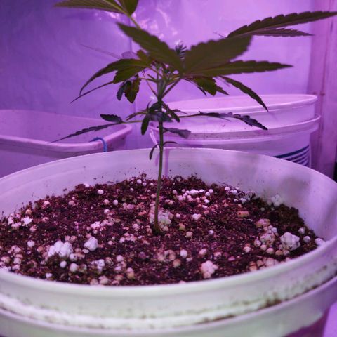 Genética desconhecida growlog timeline photo