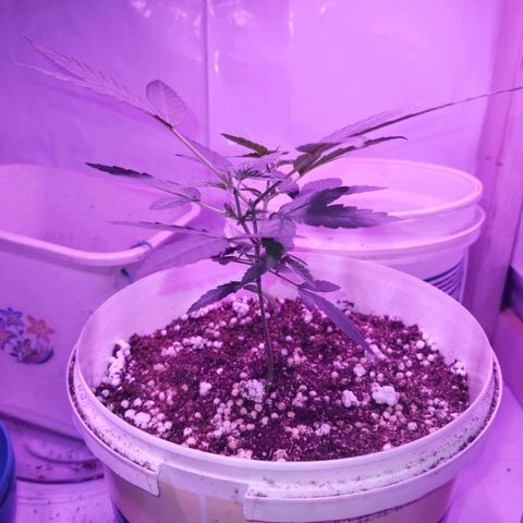 Genética desconhecida growlog timeline photo