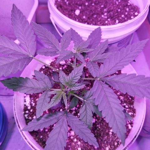 Genética desconhecida growlog timeline photo