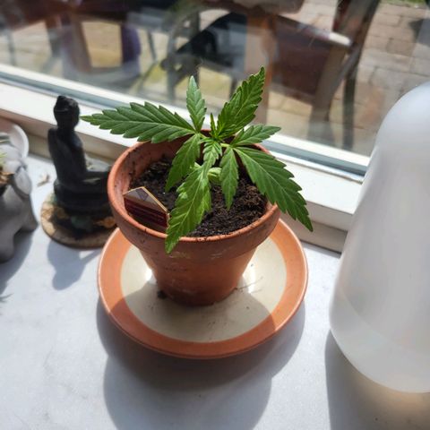 Amnesia haze ≈ €85 in opbrengst growlog timeline photo