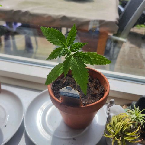solomatic ≈ €18 in opbrengst growlog photo: bijna tijd voor verpotten