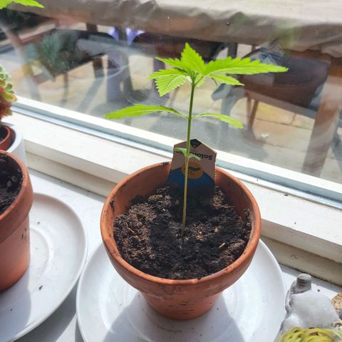 solomatic ≈ €18 in opbrengst growlog photo: bijna tijd voor verpotten