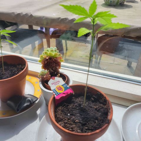 royal gorilla €115opbrengst growlog photo: bijna tijd voor verpotten