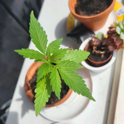 royal gorilla €115opbrengst growlog timeline photo
