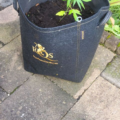 Amnesia haze ≈ €85 in opbrengst growlog photo: verpot