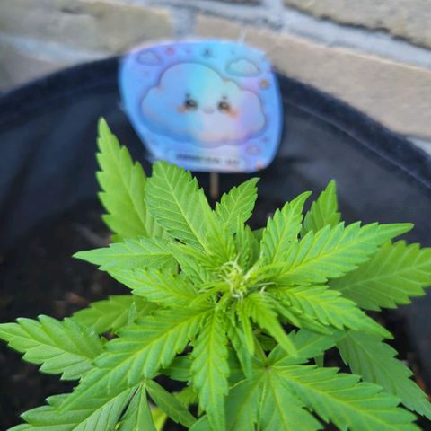 Amnesia haze ≈ €85 in opbrengst growlog photo: bloei
