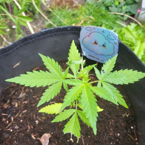 Amnesia haze ≈ €85 in opbrengst growlog photo: getopt