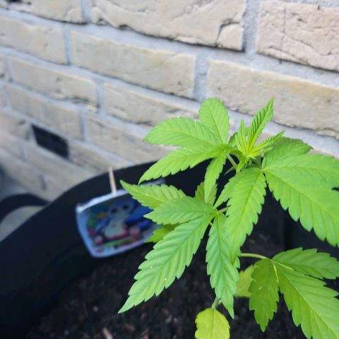 royal gorilla €115opbrengst growlog photo: verpot