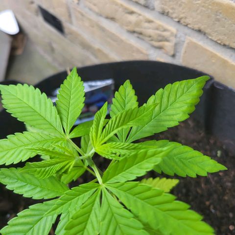 royal gorilla €115opbrengst growlog photo: getopt