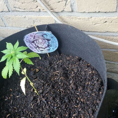 solomatic ≈ €18 in opbrengst growlog photo: verpot