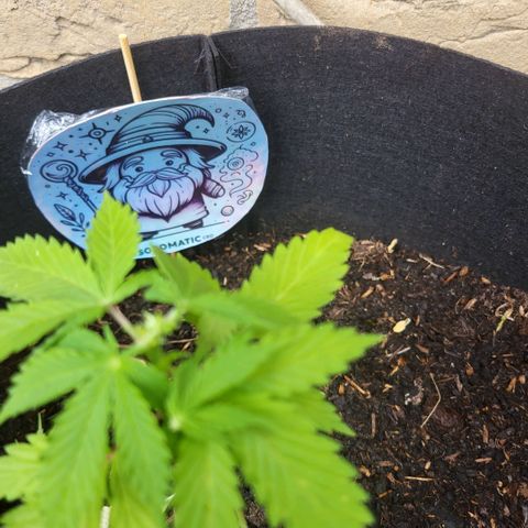 solomatic ≈ €18 in opbrengst growlog photo: getopt