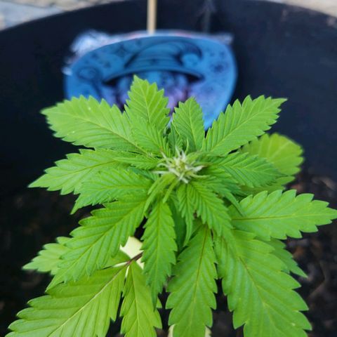 solomatic ≈ €18 in opbrengst growlog timeline photo
