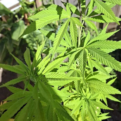 royal gorilla €115opbrengst growlog timeline photo