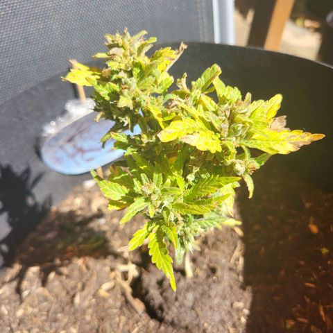 solomatic ≈ €18 in opbrengst growlog timeline photo
