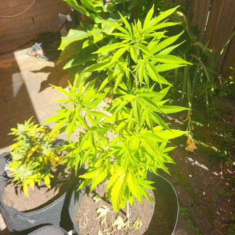 royal gorilla €115opbrengst growlog photo: not flowering yet, may be a bit late. better late than too early 