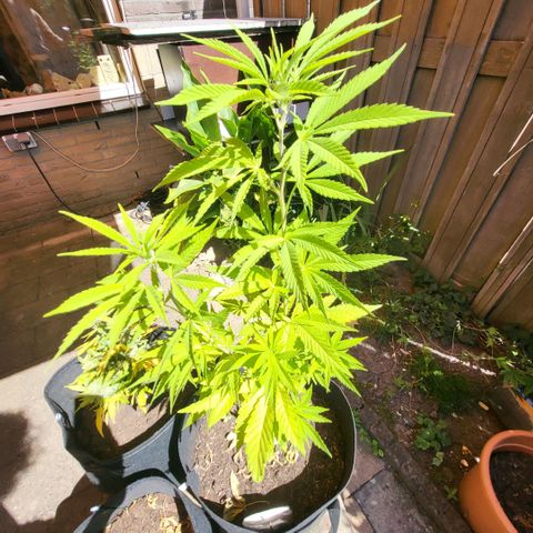 royal gorilla €115opbrengst growlog timeline photo
