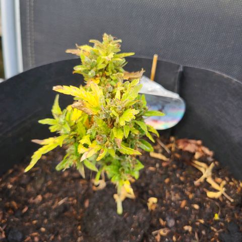 solomatic ≈ €18 in opbrengst growlog timeline photo