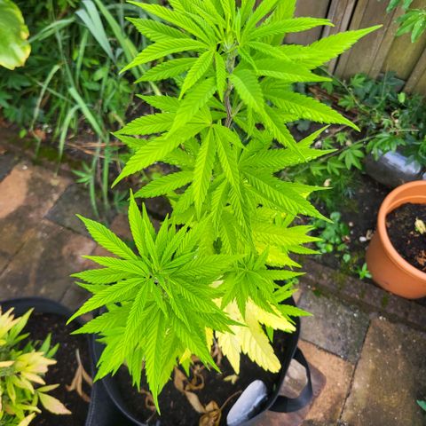 royal gorilla €115opbrengst growlog timeline photo
