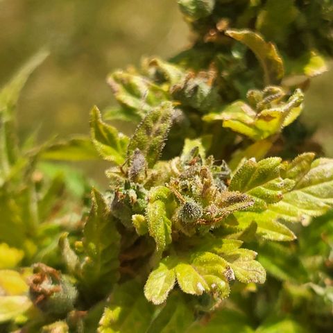 solomatic ≈ €18 in opbrengst growlog timeline photo