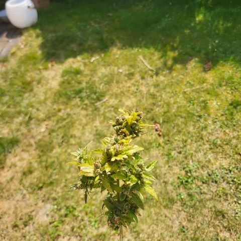 solomatic ≈ €18 in opbrengst growlog timeline photo