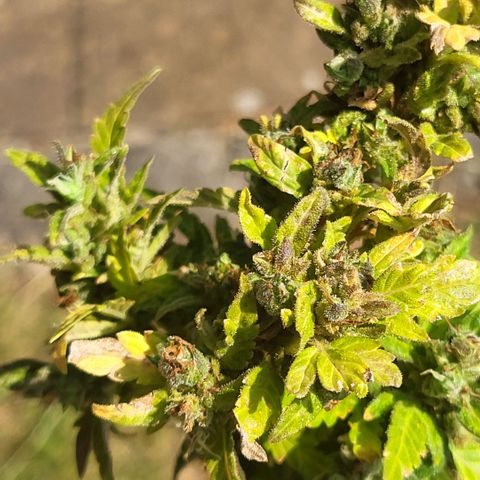 solomatic ≈ €18 in opbrengst growlog timeline photo