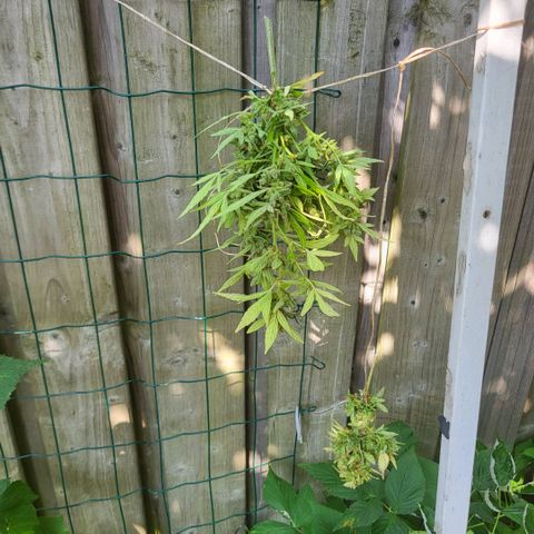solomatic ≈ €18 in opbrengst growlog timeline photo