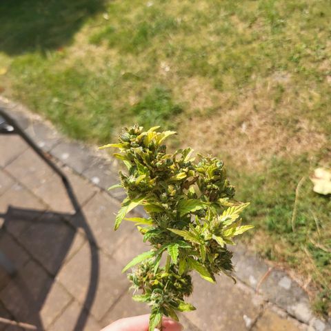 solomatic ≈ €18 in opbrengst growlog timeline photo