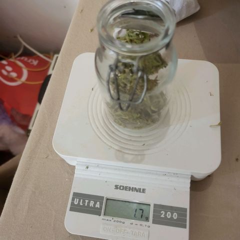 Amnesia haze ≈ €85 in opbrengst growlog photo: totale opbrengst ongeveer 8.5g