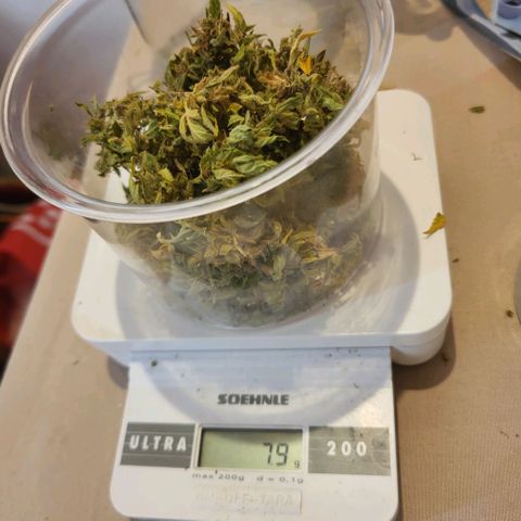 Amnesia haze ≈ €85 in opbrengst growlog photo: totale opbrengst ongeveer 8.5g