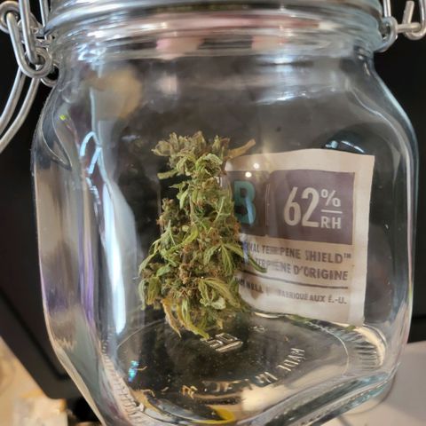 solomatic ≈ €18 in opbrengst growlog photo: 1.8g