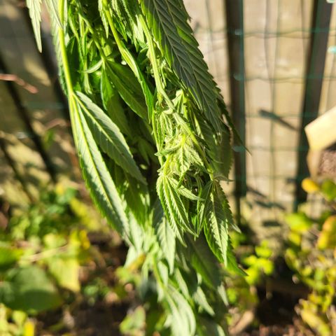 royal gorilla €115opbrengst growlog timeline photo