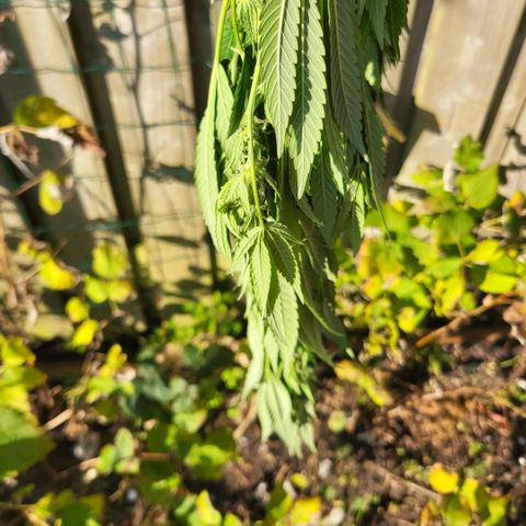 royal gorilla €115opbrengst growlog timeline photo