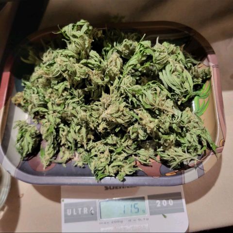 royal gorilla €115opbrengst growlog timeline photo
