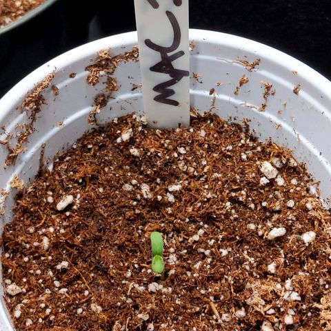 MAC1 S1 growlog timeline photo