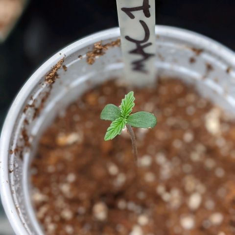 MAC1 S1 growlog timeline photo