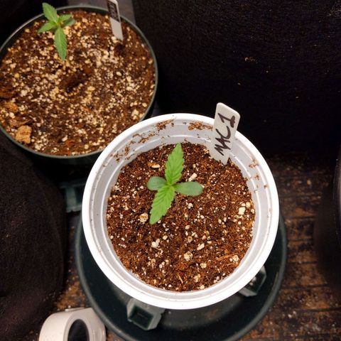 MAC1 S1 growlog timeline photo