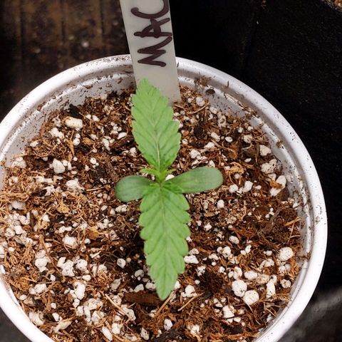 MAC1 S1 growlog timeline photo