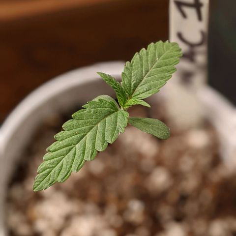 MAC1 S1 growlog timeline photo