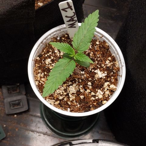 MAC1 S1 growlog timeline photo