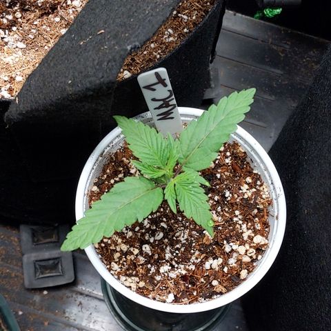 MAC1 S1 growlog timeline photo