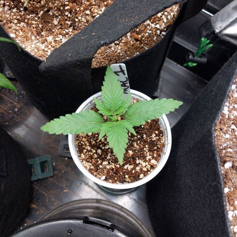 MAC1 S1 growlog timeline photo