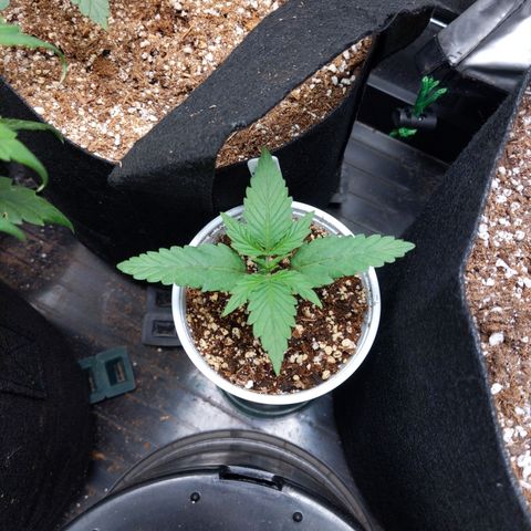 MAC1 S1 growlog timeline photo