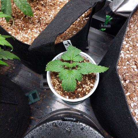 MAC1 S1 growlog timeline photo