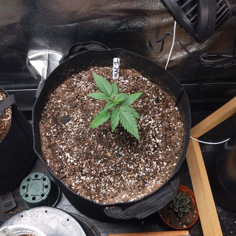 MAC1 S1 growlog timeline photo